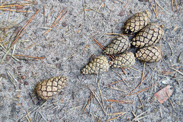 Pine cones on the sand laid out in the form of an exclamation mark. Close up. Texture.
