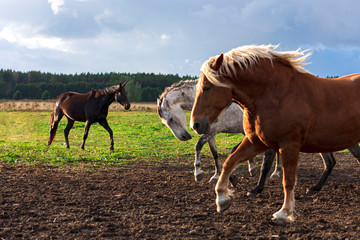 Obraz na płótnie Canvas Herd of horses running in the bright summer pasture with dark blue sky in the background. Animals in motion.