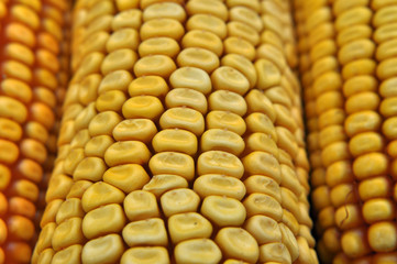 Corn cob close up
