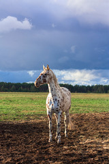 Fototapeta premium Knabstrupper horse portrait in the pasture with dark blue sky. Animal portrait.