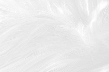 White feather pattern texture background. Luxury, beautiful abstract White soft-light blur. Macro, detail texture of pattern design, elegance with free space copy for backdrop or wallpaper.