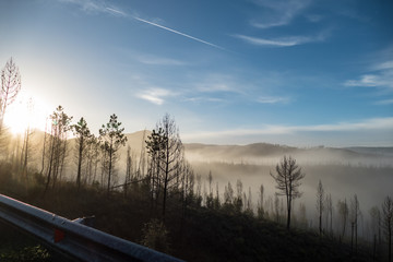 romantic misty morning in a forest