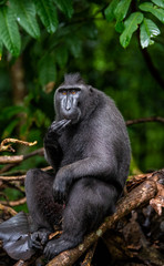 The Celebes crested macaque on the tree. Green natural background. Crested black macaque, Sulawesi crested macaque, or the black ape. Natural habitat. Sulawesi Island. Indonesia.