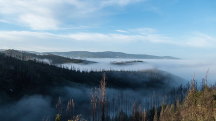 Fototapeta premium romantic misty morning in a forest