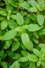 Holy basil leaves in nice light natural.