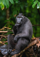 Naklejka na ściany i meble The Celebes crested macaque on the tree. Green natural background. Crested black macaque, Sulawesi crested macaque, or the black ape. Natural habitat. Sulawesi Island. Indonesia.