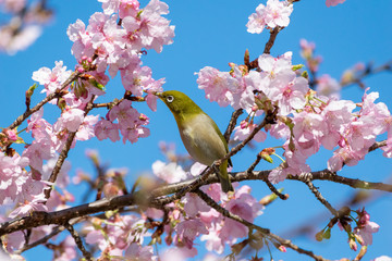 メジロと伊東小室桜　早咲きの桜