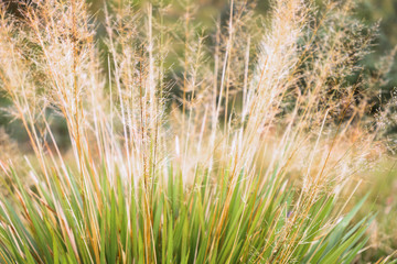 Grass Background