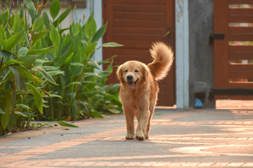 Golden Retriever Dog Walking and Smiling in Sunshine