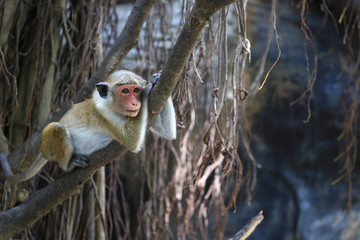 Monkey - Sri Lanka