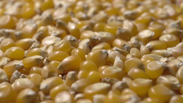 Full-frame of Maize grains, Corn kernels in rotation