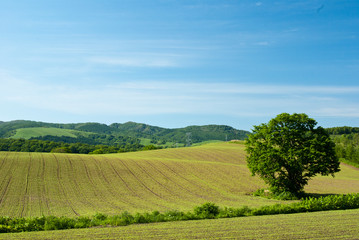 Fototapeta na wymiar 北海道の農地の風景