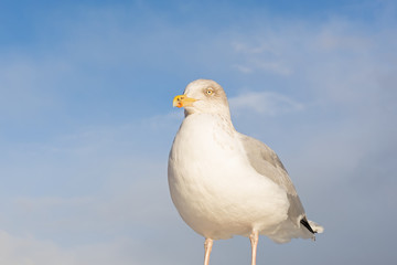 Fototapeta premium European seagull