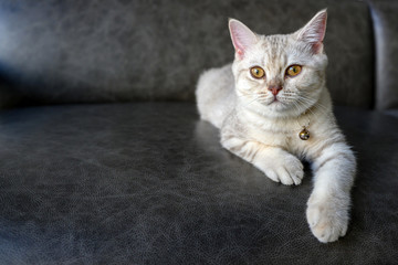 British shorthair kitten silver color was sitting on the dark sofa in the house and looking.
