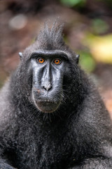 Celebes crested macaque. Front view, Close up portrait . Crested black macaque, Sulawesi crested macaque, or black ape. Natural habitat. Sulawesi Island. Indonesia