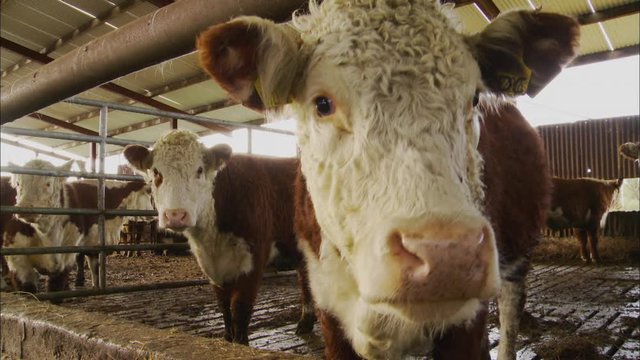 Extreme close-up low angle still shot of Hereford cow in a barn approaching and staring at the camera, countryside livestock farm, UK
