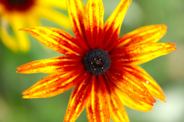 Blurred natural background. Texture of yellow and red daisy petals. Rudbeckia flower on green background. Close-up, cropped shot, horizontal. Concept of beauty of nature.