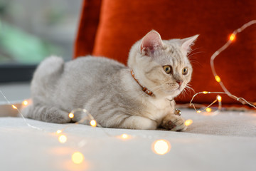 British shorthair kitten silver color lying on a bed decorated with many small lights, creating a beautiful bokeh in the Christmas concept.