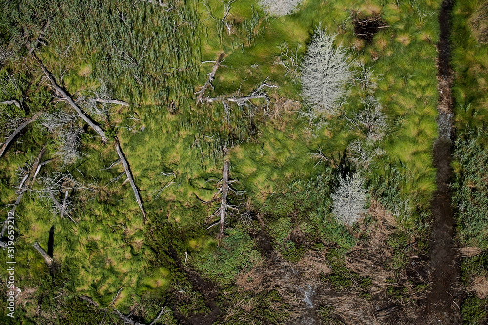 Wall mural Aerial photography of Cape Cod`s awesome marshlands and pure wilderness. The picture shows green environment and an infinite diversity of the nature.