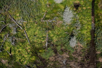 Aerial photography of Cape Cod`s awesome marshlands and pure wilderness. The picture shows green environment and an infinite diversity of the nature.