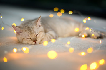 British shorthair kitten silver color was sleeping on a bed decorated with many small lights, creating a beautiful bokeh in the Christmas concept.