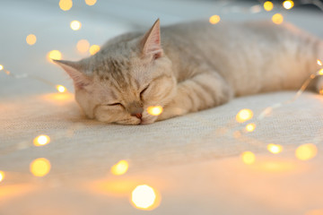British shorthair kitten silver color was sleeping on a bed decorated with many small lights, creating a beautiful bokeh in the Christmas concept.