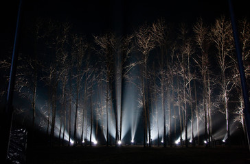 Trees illuminated by spotlights in the dark. Lighting at night