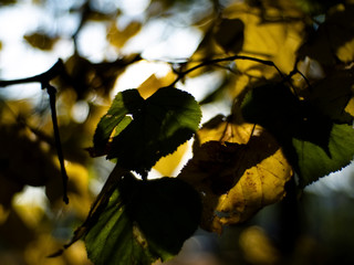 sunlight through the leaves of the lime trees in the fall