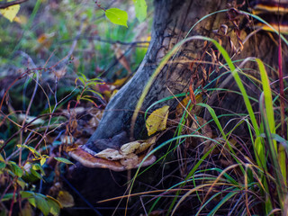 tree fungus grows on an old stump, Russia