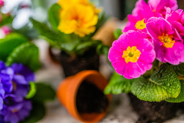 The first spring colorful flowers ready for planting.