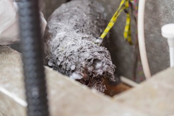 犬のトリミング　シャンプー