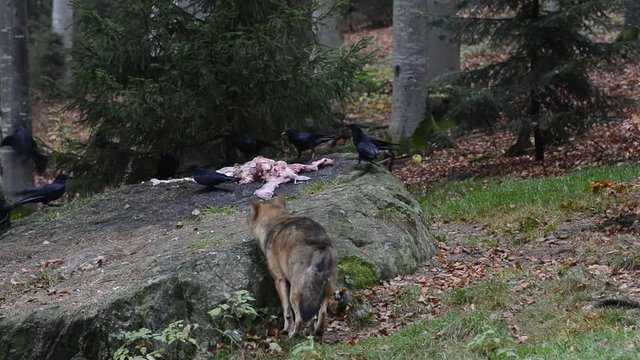 Carrion crows (Corvus corone) feeding on meat on rock, feeding place in forest for wolves