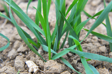 Autumn shoots of winter wheat
