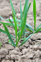 Autumn shoots of winter wheat