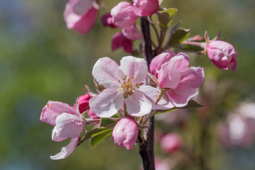 twig with pink apple blossoms and blurry background