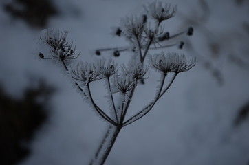 Branch covered in ice cold white frost in the winter. first frosts, cold weather, frozen water, frost