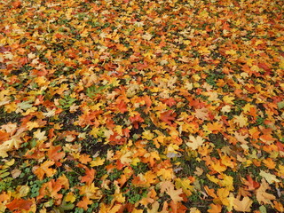 The ground is covered with a large number of colorful autumn leaves after leaf fall