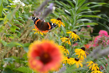 Schmetterling 651 © K.-U. Häßler