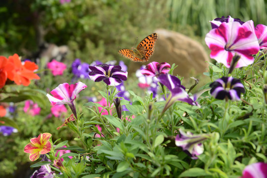 Schmetterling 656