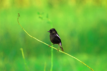 pied bushchat bird against green background