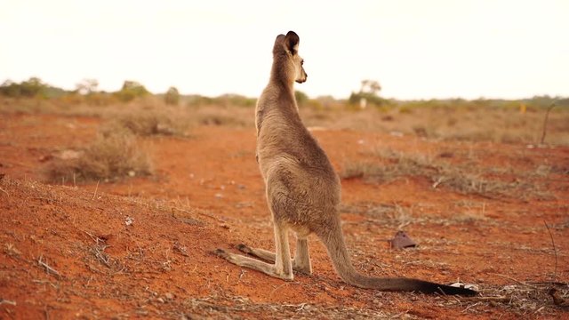 Young Kangaroo looking the Australian Desert at Sunset
