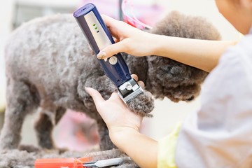 トリミングをする女性　カット