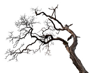 dead tree isolated on white background