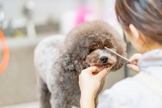 トリミングをする女性　カット