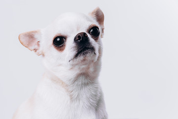 Funny portrait of a chihuahua. A dog is a friend of man.