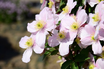 Obraz na płótnie Canvas Clematis montana, wunderschöne Kletterpflanze in rosa im heimischen Garten