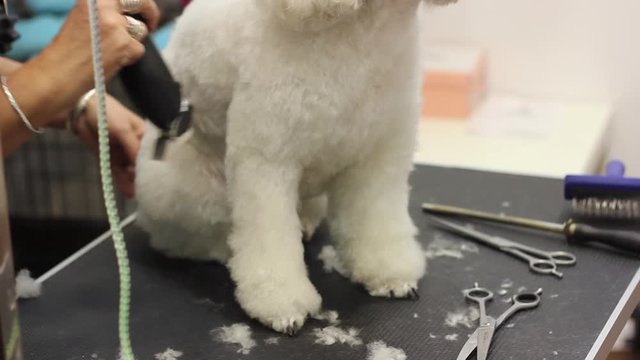 Portrait of white poodle while being brushed and hair cut by a professional in a dog grooming salon.