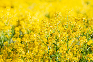 Obraz premium Fragment of a field of blooming Barbaréa vulgáris. Sea of yellow flowers. Close-up, selective focus. Picture for a joyful spring mood.