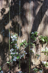 A branch of a blossoming apple tree on the background of an old fence from boards. Spring flowering in the old garden.