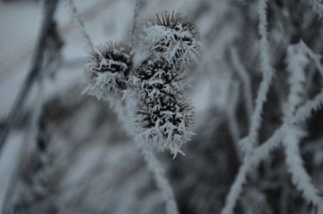 Branch covered in ice cold white frost in the winter. first frosts, cold weather, frozen water, frost